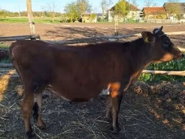 母牛, Limousin cow
