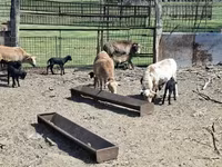 Қойлар (топ, жынысы көрсетілмеген), Cameroon sheep — 3-сурет