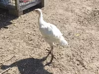 Turkeys — Foto 2