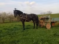 Koń, Nonius horse — zdjęcie 3