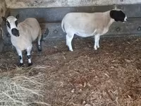 公羊, Dorper sheep — 照片 5