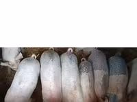 母猪, Крупная белая — 照片 4