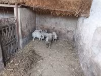 Porcs (lot, sexe non indiqué), Мангалица — photo 1