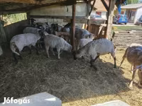 Schaf, Schafe — Foto 2