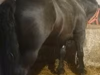 Cavalo, Cavalos — foto 2