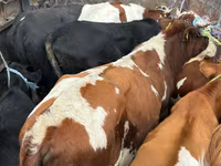 Buqa, Simmental cattle — 1-rasm