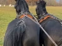 At, Hungarian horse breed — foto 3