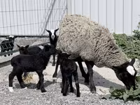 Schaf, Romanov sheep — Foto 1
