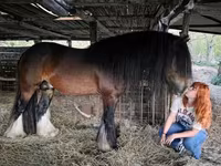 Hengst, Gypsy horse — Foto 4