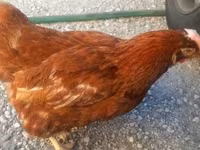 Chickens — fotografija 2