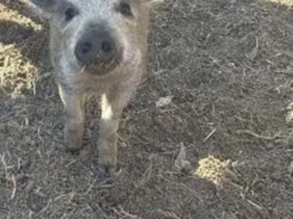 Säue, Мангалица