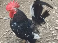 Chickens — Foto 1