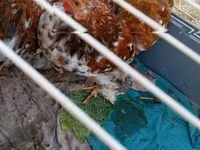 Pekin-Zwerg — Foto 2
