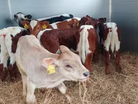 Bik, Simmental cattle — fotografija 3