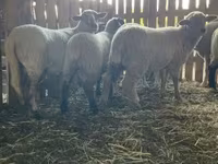 Schaf, Merinoland sheep — Foto 5