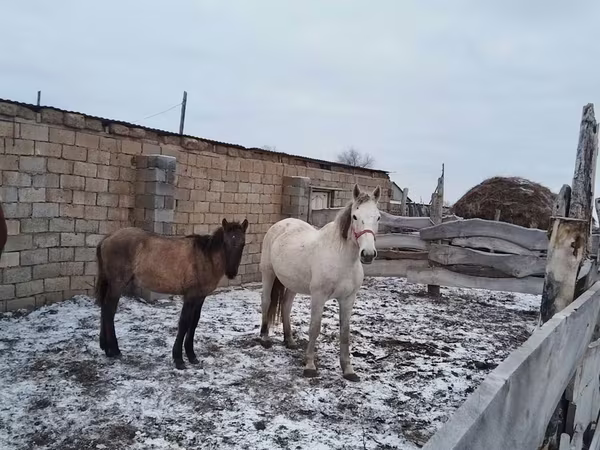 Kobyła, Konie
