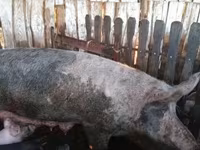 猪（批次，未指定性别）, Pigs — 照片 6