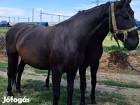Yegua, Nonius horse — foto 2