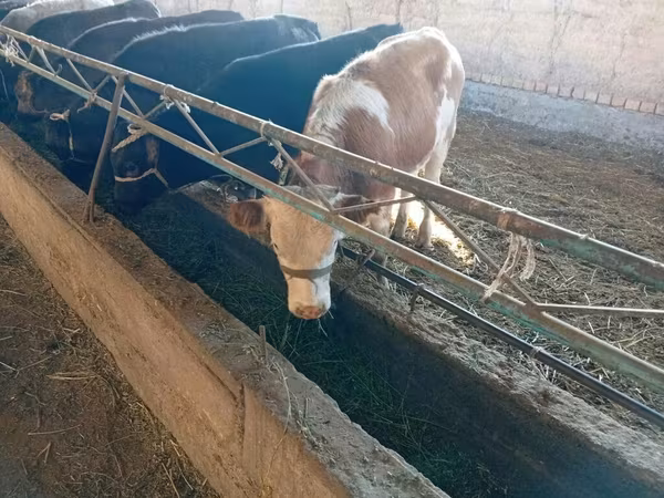 Корова, Swiss cattle