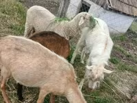 Bélier, Merino sheep — photo 1