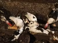 Ducks — الصورة 5
