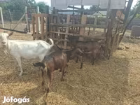 公山羊, Goats — 照片 4