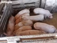 母猪, Крупная белая — 照片 8