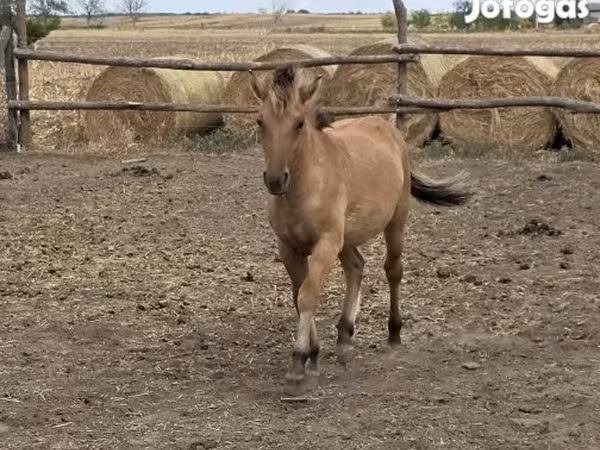 Stute, Fjогd