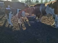 Krowa, Simmental cattle — zdjęcie 1