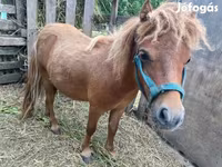Hengst, Shetland Pony — Foto 3