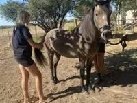 Kobila, Hucul pony — fotografija 1