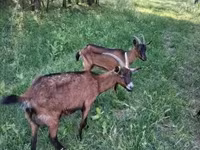 公山羊, Alpine goat — 照片 1