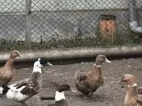 Ducks — Foto 1