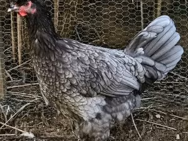Chickens