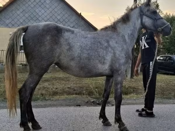 Égua, Cavalos