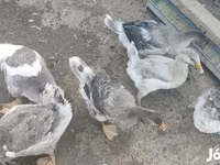 लिंडा — फ़ोटो 1