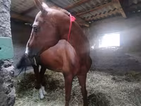 Pastuv, Akhal-Teke — fotografija 6