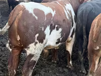 Bull, Simmental cattle — photo 6