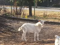 公山羊, Saanen goat — 照片 2