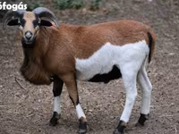 Schaf, Cameroon sheep — Foto 3