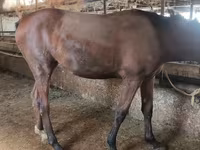 Kobila, Thoroughbred horse — fotografija 5