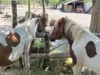 Yegua, Caballos — foto 4