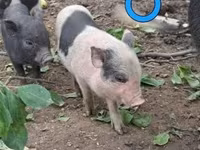 猪（批次，未指定性别）, Pigs — 照片 1