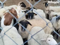 Schaf, Tsigai sheep — Foto 2