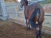 Égua, Kazakh horse — foto 3