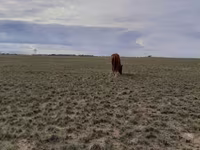 Madyan, Horse breed — foto 3