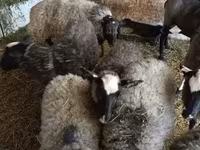 Qoç, Romanov sheep — foto 2