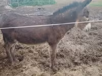 公马, Horses — 照片 2