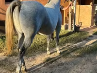 घोड़ा, Lipizzaner — फ़ोटो 3