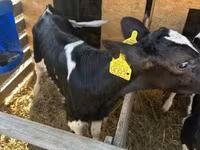 公牛, Holstein breed — 照片 1